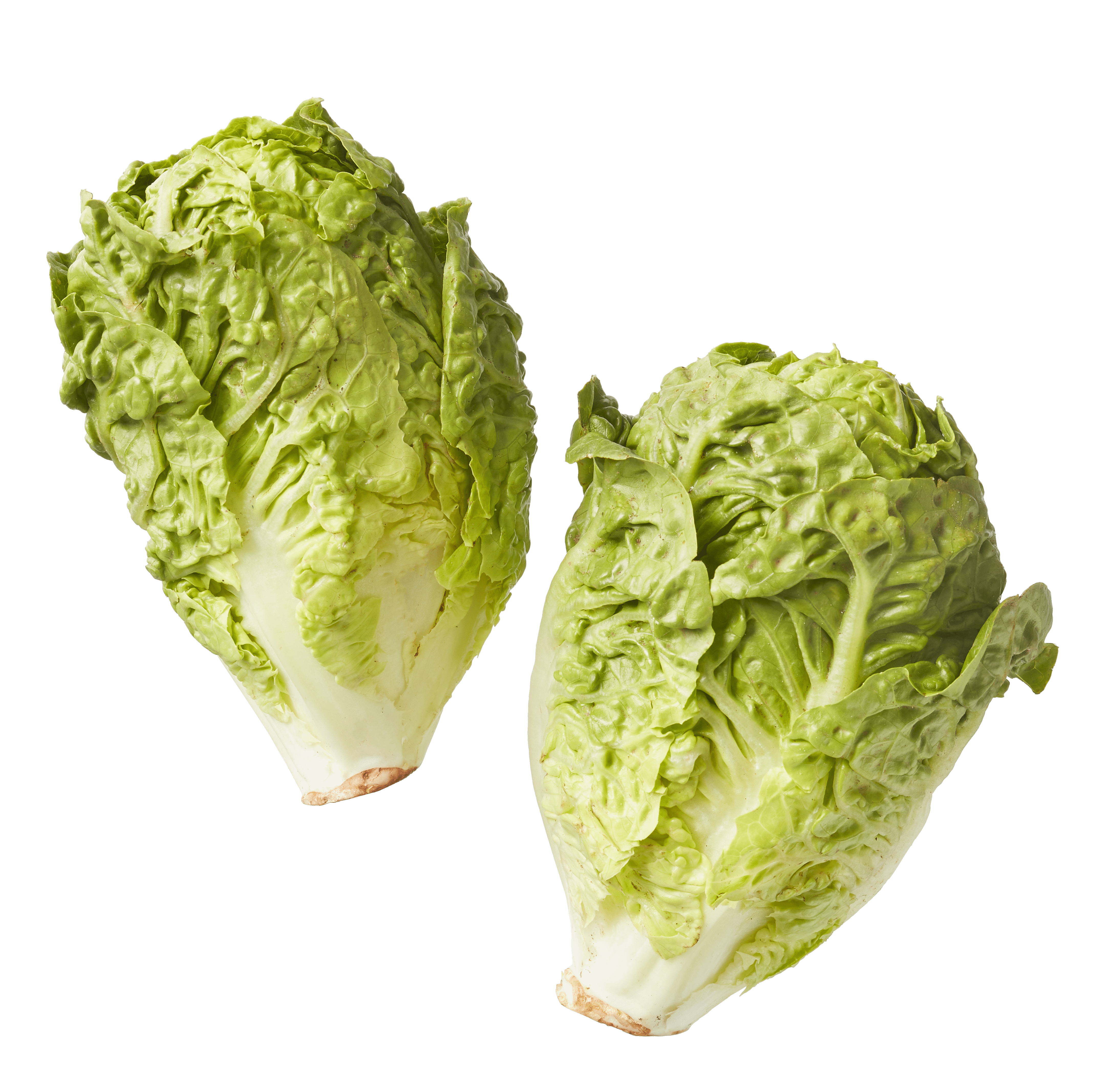 Biologisch PLUS Little gem sla