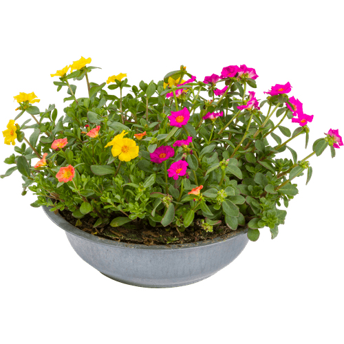 Portulaca in zinkenschaal