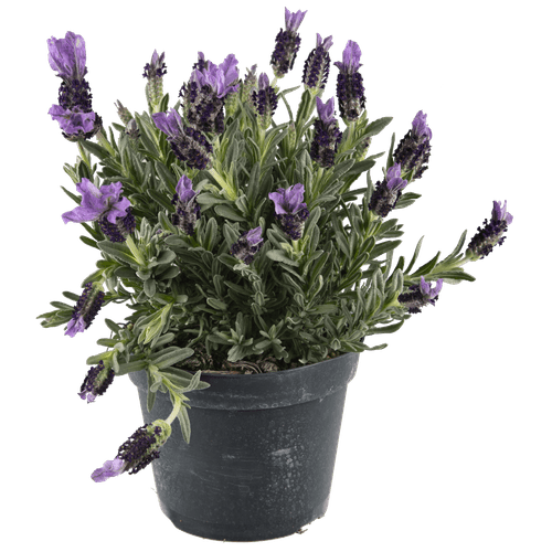 Lavendel