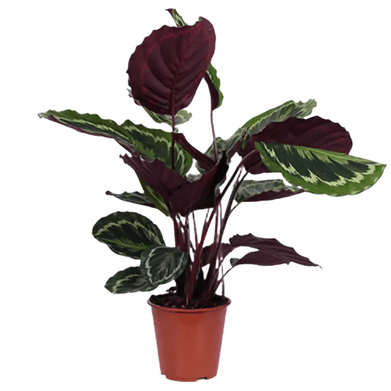 AH Calathea medallion 21