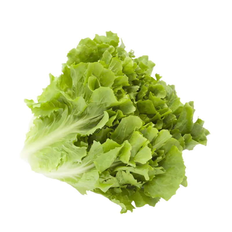 AH Andijvie