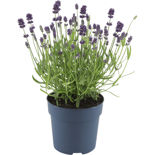Lavendel hidcote