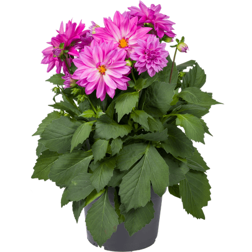 Dahlia xxl