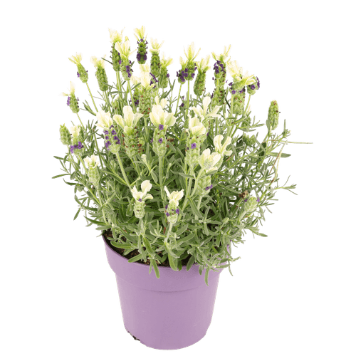Lavendel anouk wit