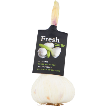 Verse Knoflook