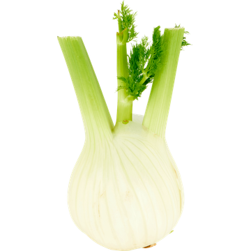 Jumbo Venkel