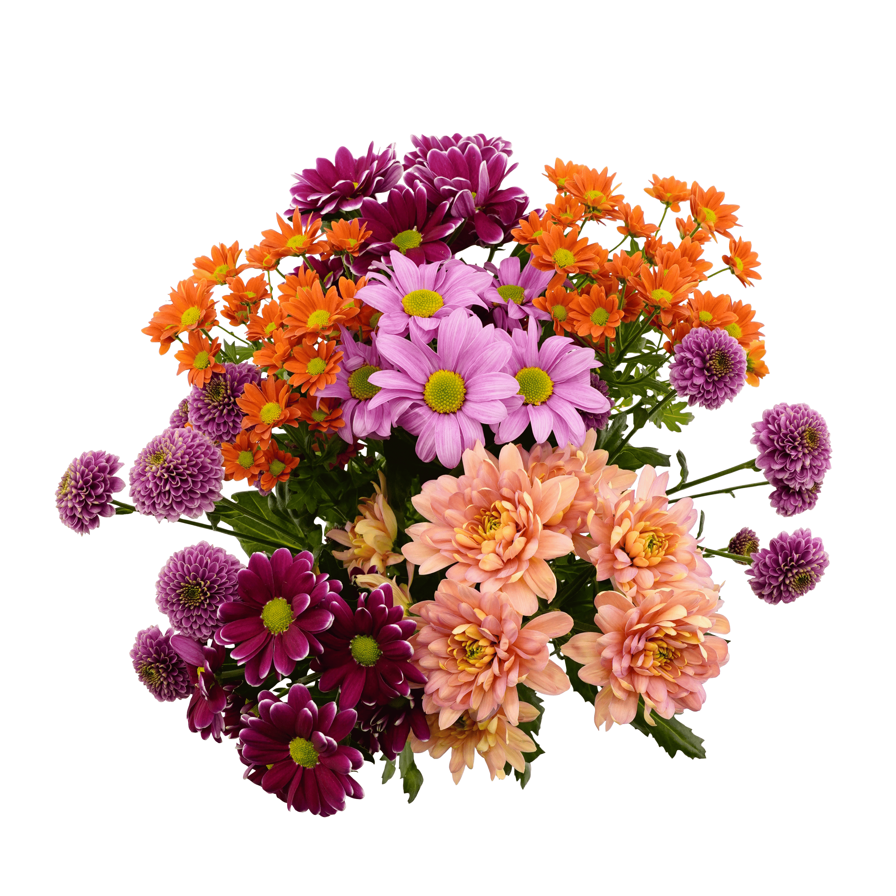PLUS Chrysantenboeket