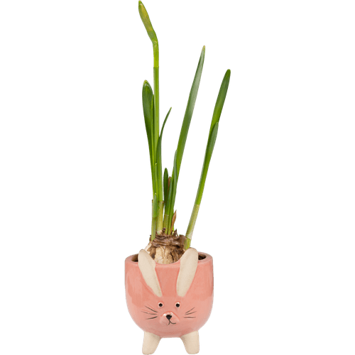 Arrangement met narcis