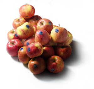 Jonagold Appels Los