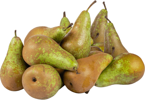 Hollandse Conference peren