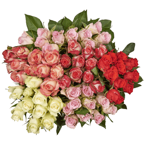 Rozen