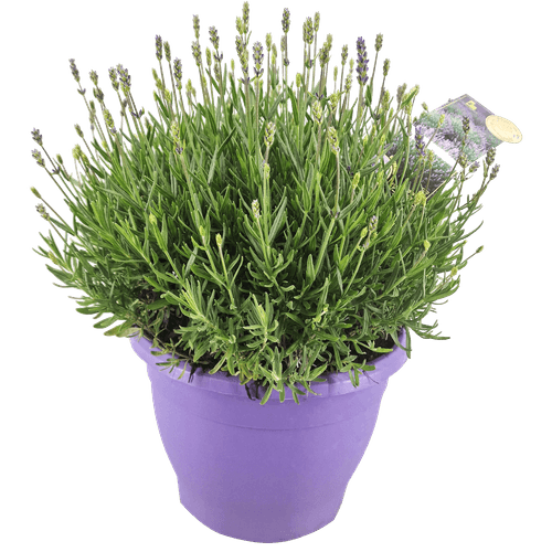 Lavendel in terraspot