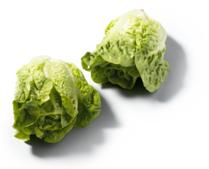 Mini Romaine Sla