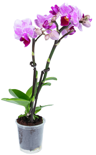 Orchidee