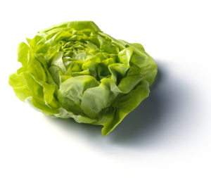 Kropsla