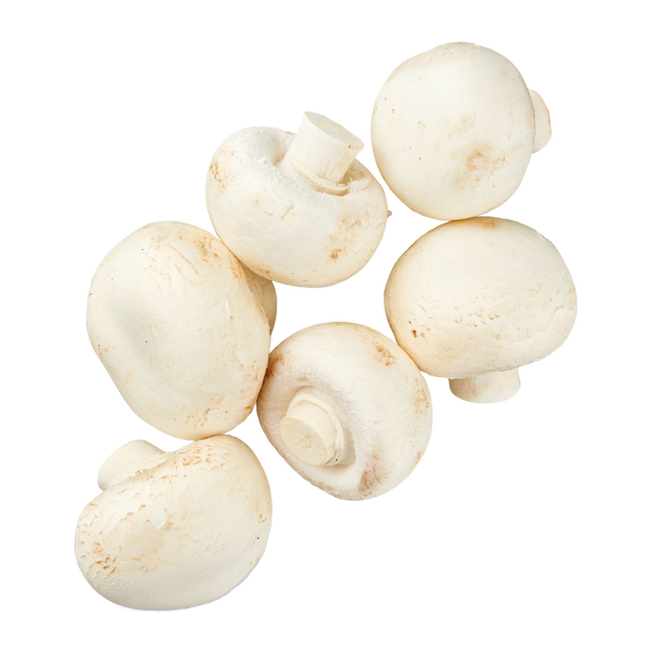 Grove champignons