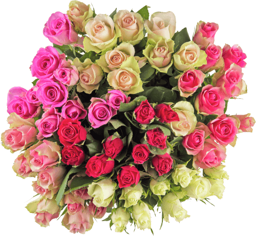 Rozen
