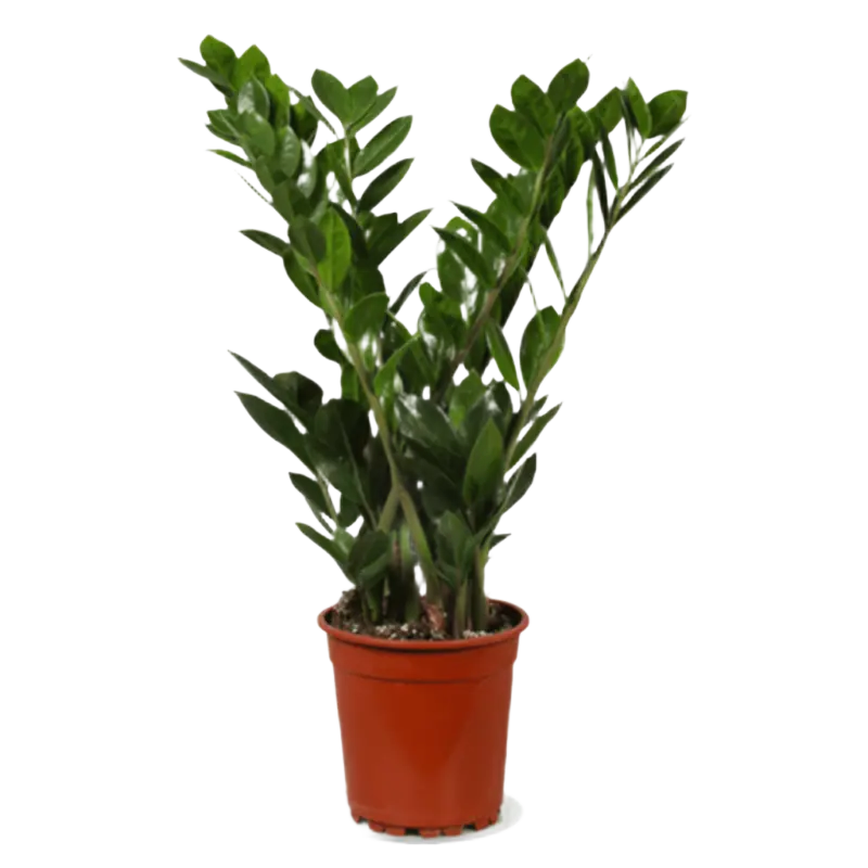 AH Zamioculcas 17 teelt