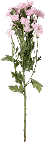 Chrysant geplozen