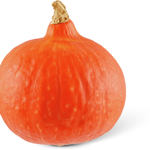 Oranje pompoen Holland
