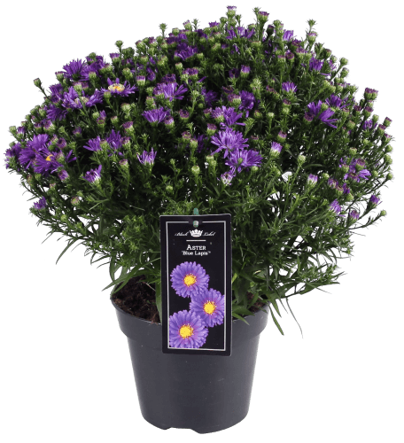Dekamarkt Tuin aster p17