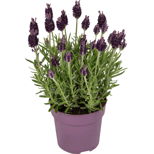 Lavendel